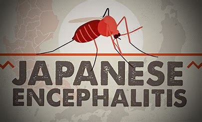 What is Japanese Encephalitis (JE), Causes, Symptoms and Treatment