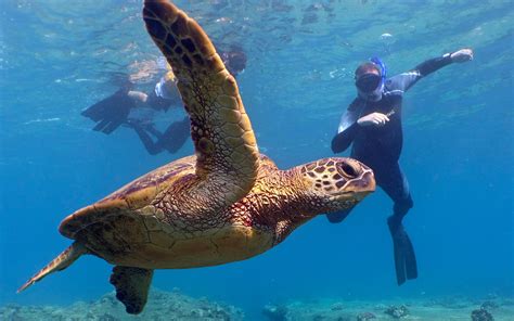 Scuba Diving Waikiki, Honolulu, Oahu, North Shore | Banzai Divers ...