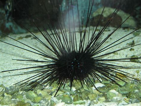 Sea urchins are like living pincushions. The sharp spines keep many predators at bay. Some sea ...