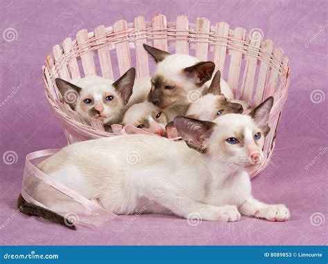 Pretty Cute Siamese Oriental Kittens in Basket Stock Image - Image of animal, lilac: 8089853