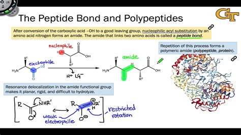 The Peptide Bond and Polypeptides - YouTube