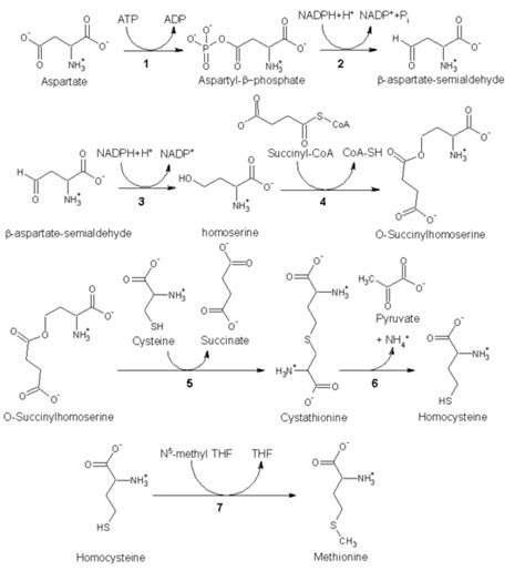 Methionine - wikidoc