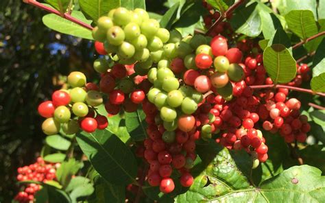 Brazilian Pepper Tree Berries - Hoot Acre Farm