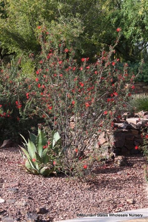 Calliandra californica (Baja Fairy Duster) - Mountain States Wholesale Nursery