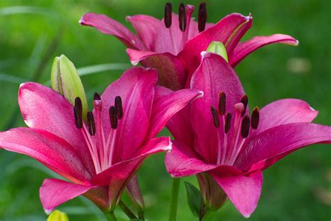 Does a Lily Flower Have Special Meaning? - Birds and Blooms