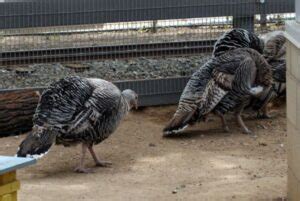 Blue Slate Turkey - An Underrated Turkey Breed - ChickenMag