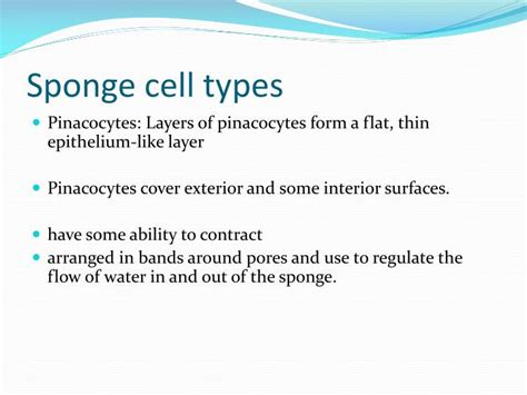 PPT - Sponges Kingdom Animalia Phylum Porifera PowerPoint Presentation ...