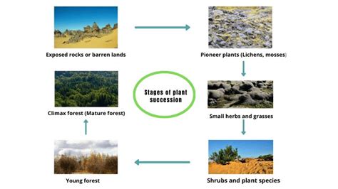 Plant succession - ScienceQuery