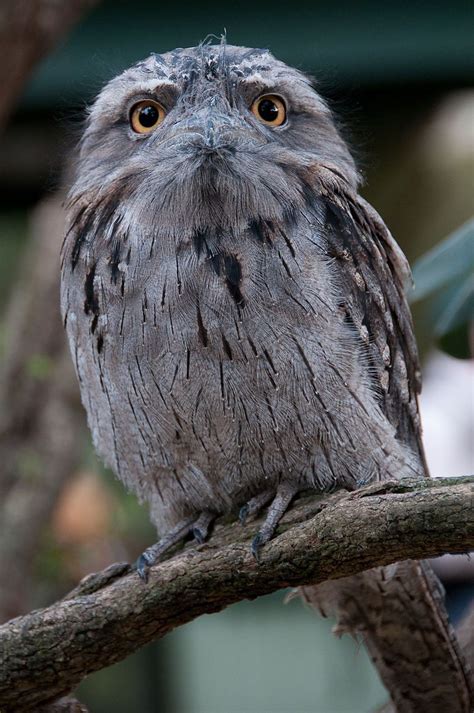 17 facts about Tawny frogmouth | FactInformer