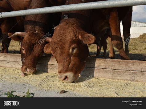 Limousine Bulls On Image & Photo (Free Trial) | Bigstock