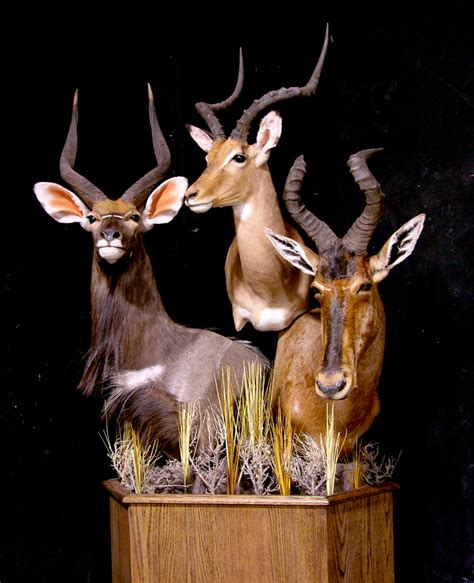 Triple Pedestal Taxidermy Mount, Impala, Nyala & Hartebeest ...