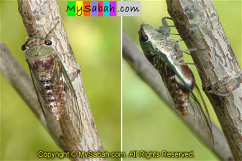 Cicada, the loudest insect in the world - MySabah.com