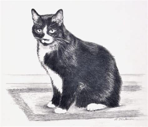 Items similar to Black & White Cat Art, Black and White Cat Print, Cat ...