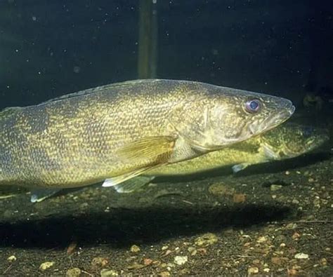 Facts & Guide to Walleye (Sander vitreus) - Pond Informer