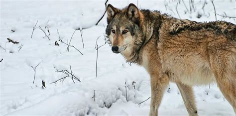 Northern Rocky Mountain Wolf (Canis Lupus Irremotus) | Wolf Stuff