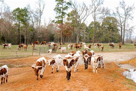 #1 Healthy Whole Longhorn Cow - Iron Rock Ranch