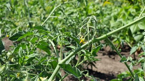 Tomato plant with flowers and fruits growing in the vegetable garden ...