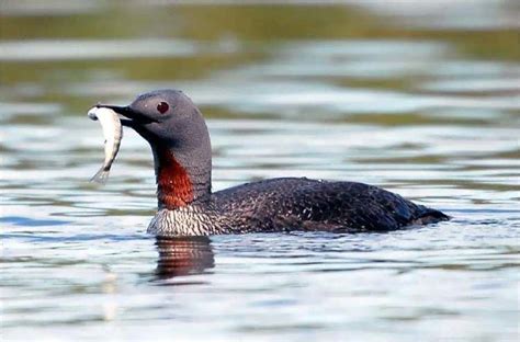 Red throated loon - Alchetron, The Free Social Encyclopedia