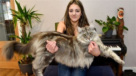 This growing Maine Coon is already so big that he has a chance to ...