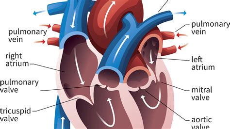 Heart Valves Diagram Labeled Pulmonary Tricuspid Mitral To B