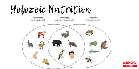 Heterotrophic Nutrition, Types, Diagram, and Examples for Class 10