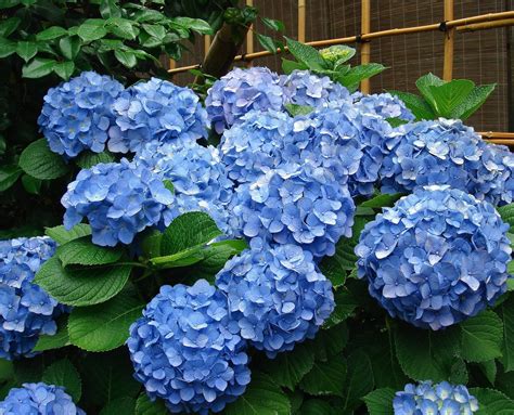 How to Best Grow Hydrangeas - Soil, Grow, Enjoy