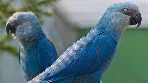 8 Bird Species, Including a Blue Macaw, Are Declared Extinct | Blue macaw, Endangered animals ...