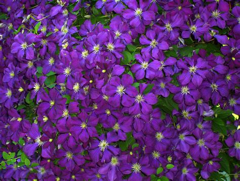 Clematis Free Stock Photo - Public Domain Pictures