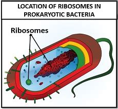 Prokaryotic Ribosomes - Definition, Subunits & Function - Biology Reader