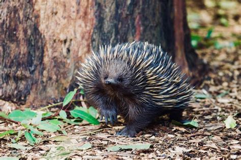 An echidna moves 8 trailer-loads of soil a year, and scientists say they're helping to tackle ...