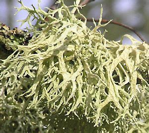 Lichen thallus types, illustrated (Alan Silverside's photographs of lichens (FAQ)) | Lichen ...