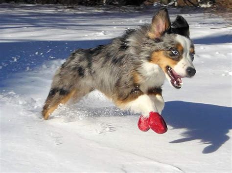 Dog Snow Shoes Boots | peacecommission.kdsg.gov.ng