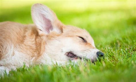 Corgi's Speed: Are Corgis Fast? How Fast Are Corgis? - Corgi Care