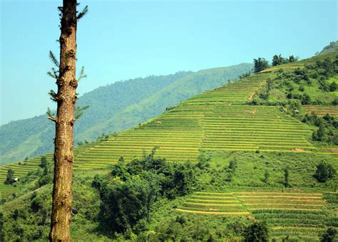 Sapa rice terraces, Hoi An Sapa Travel Photos, Images & Pictures of Sapa Vietnam - Easy Tour China