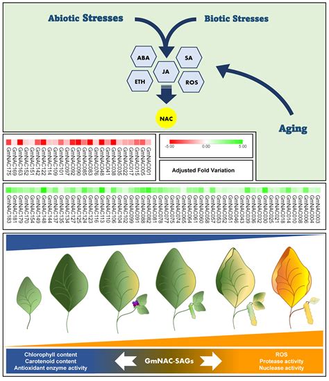 IJMS | Free Full-Text | Senescence-Associated Glycine max (Gm)NAC Genes: Integration of Natural ...