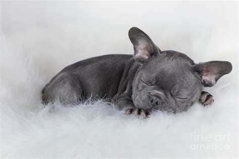 Sleeping French Bulldog Puppy Photograph by Linda D Lester - Pixels