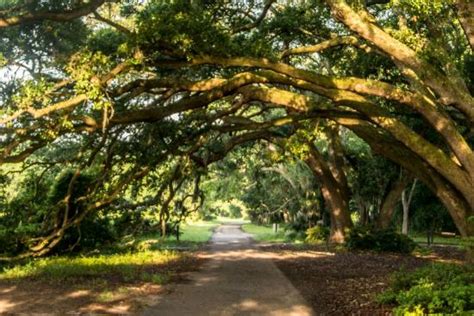 Charleston Tea Garden (Wadmalaw Island) - All You Need to Know BEFORE You Go - Updated 2020 ...