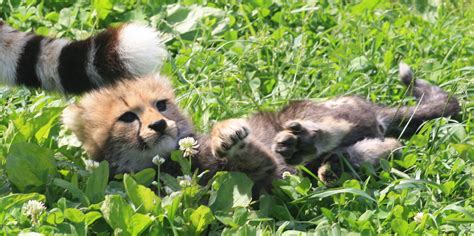 Catching Up with the Cheetah Cubs: July 2020 | Smithsonian's National Zoo