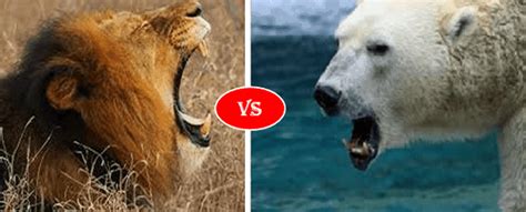 African lion vs Polar Bear fight comparison, who will win?