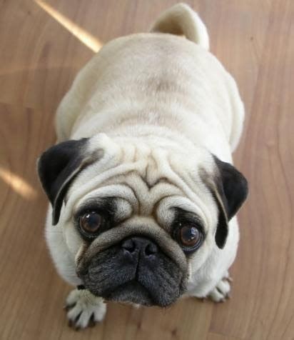 Pug Dog Training: Training Your Pug to Listen to You