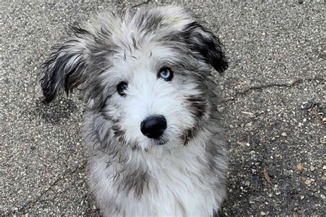 Husky Poodle Mix: What To Know Before Getting A Poosky