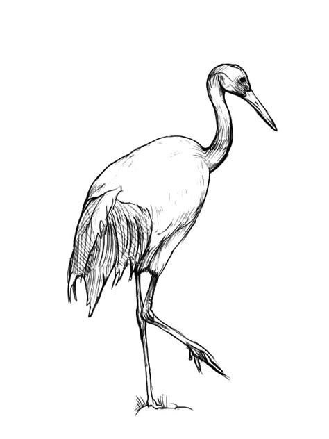 Chinese Crane Drawing at GetDrawings | Free download