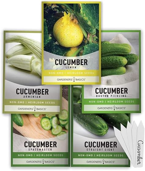 A Guide on Saving and Growing Persian Cucumber Seeds - Grower Today