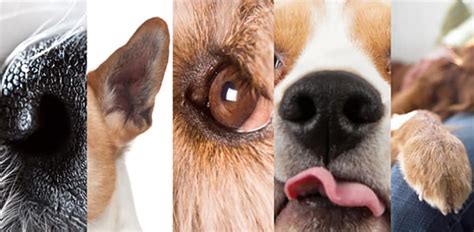 Understanding Your Dog’s (Amazing!) Five Senses - The Dogington Post