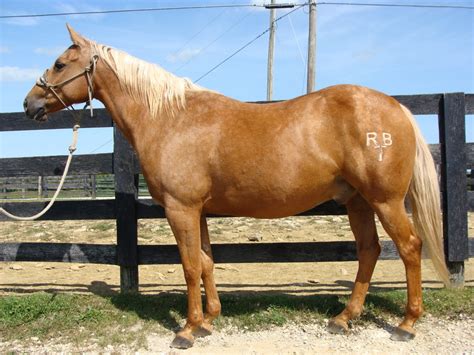 VERY WELL BROKE GOLDEN PALOMINO QUARTER HORSE GELDING, GENTLE For Sale in Fleming, Kentucky ...