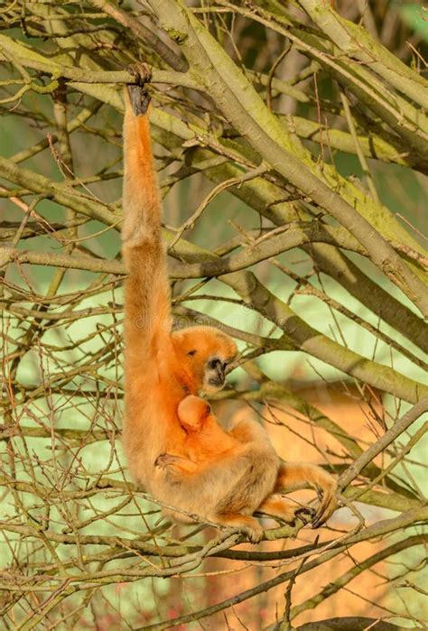 Golden Gibbon Monkey with a Baby on the Tree Stock Image - Image of ...