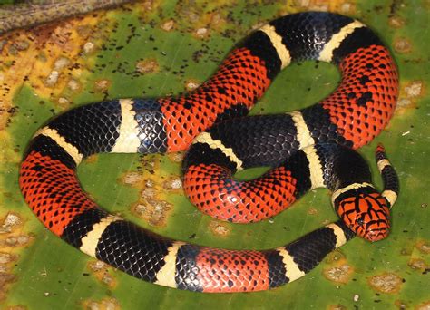 Aquatic Coral Snake (Micrurus surinamensis) | Found in the P… | Flickr