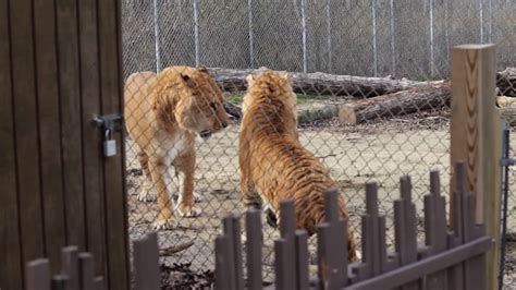 Liger vs tigon: a terrifying clash of the massive, mythical hybrids of ...