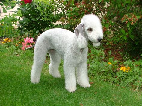 Bedlington Terrier - Wikipedia