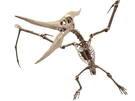 3D model Pteranodon Skeleton Cute VR / AR / low-poly | CGTrader